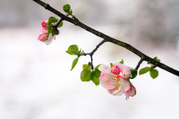 Apple tree blossoms covered in snow during unexpected snowfall in spring. Blooming flowers freezing under white snow in the garden.