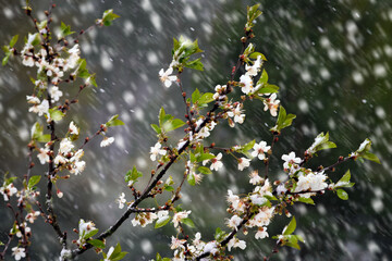 Apple tree blossoms covered in snow during unexpected snowfall in spring. Blooming flowers freezing under white snow in the garden.