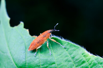 Weevil inhabits wild plants in North China