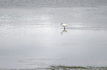 Royal spoonbill Platalea regia. Otago Peninsula. Otago. South Island. New Zealand.