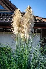 Decorative tall grass in the garden.
