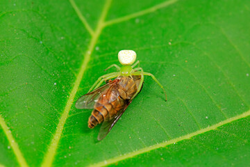 Green crab spider preys on Tabanidae insects in the wild, North China