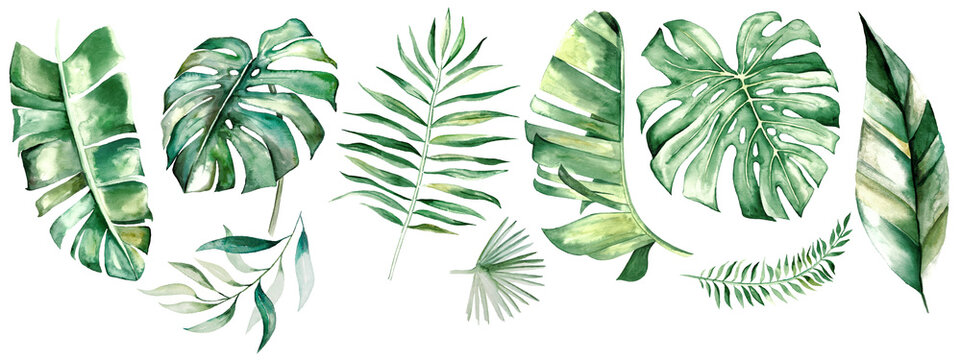 Watercolor tropical leaves illustration