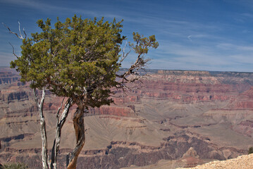 Some of the 19 tree species in the Grand Canyon include the ponderosa pine, Utah juniper, alligator juniper, Colorado pinyon.