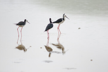 Pied stilts Himantopus leucocephalus. Hoopers Inlet. Otago Peninsula. Otago. South Island. New Zealand.