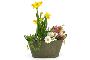 yellow daffodils in a pot isolated white background 