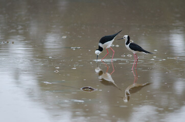 Pied stilts Himantopus leucocephalus. Hoopers Inlet. Otago Peninsula. Otago. South Island. New Zealand.