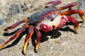 rote_Klippenkrabbe