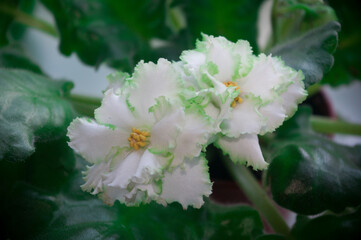 Obraz premium Blooming Home decorative flowers African violet Saintpaulia Irish Laughter, LLG-Herringshaw selection.