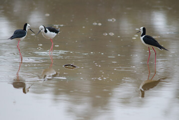 Pied stilts Himantopus leucocephalus. Hoopers Inlet. Otago Peninsula. Otago. South Island. New Zealand.