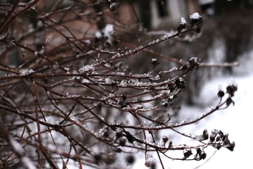 
Trees stand with icy branches after a winter rain