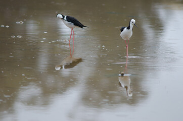 Pied stilts Himantopus leucocephalus. Hoopers Inlet. Otago Peninsula. Otago. South Island. New Zealand.