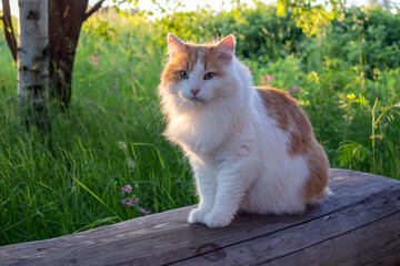 a red cat sits on a log in the evening sun. Green grass and forest in the background