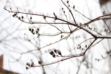 
Trees stand with icy branches after a winter rain