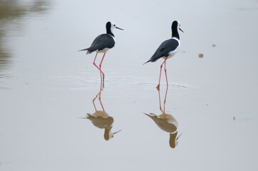 Pied stilts Himantopus leucocephalus. Hoopers Inlet. Otago Peninsula. Otago. South Island. New Zealand.