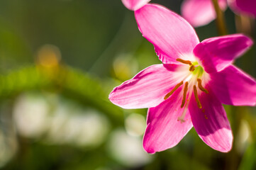 Obraz premium decorative pink flower rain lily Zephyranthes grandiflora on blurred background closeup,