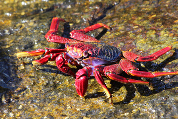 rote_Klippenkrabbe
