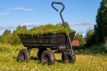 a garden cart on four wheels with cut grass. Summer, daylight