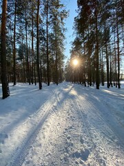Las sosnowy  zasypany śniegiem w okolicach Włodawy Polska śnieg zasypał drogę polną słoneczny dzięń błękit nieba