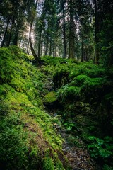Fototapeta premium path in the forest