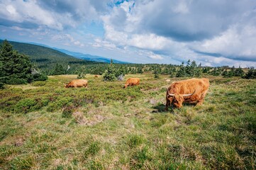 cows in the mountains