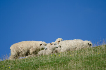 Sheep Ovis aries in a meadow. Otago Peninsula. Otago. South Island. New Zealand.