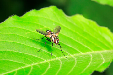 Naklejka premium Host flies live on wild plants, North China