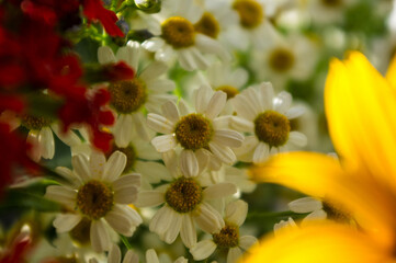 a bouquet of bright spring flowers of various types