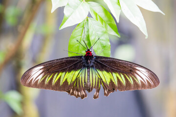 Close up of a butterfly in Malaysia