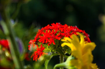 a bouquet of bright spring flowers of various types