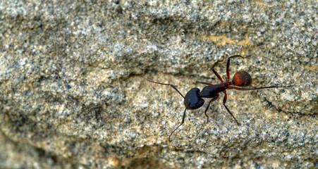 Grande fourmi sur la roche du massif de Cadí, Catalogne, Espagne
