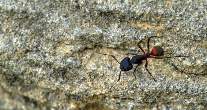 Grande fourmi sur la roche du massif de Cad&iacute;, Catalogne, Espagne