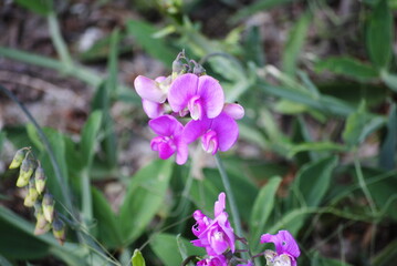 amazing nature background