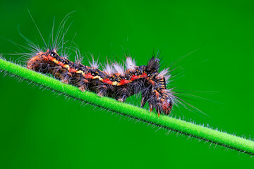 Lepidoptera larvae inhabit wild plants, North China