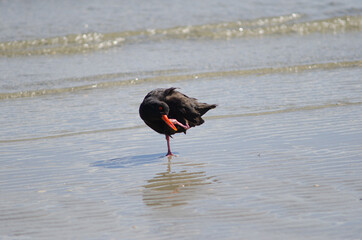 Variable oystercatcher Haematopus unicolor scratching. Otago Peninsula. Otago. South Island. New...