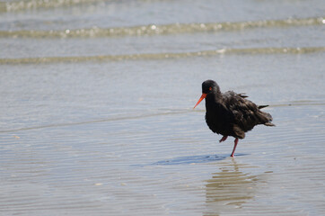 Variable oystercatcher Haematopus unicolor. Otago Peninsula. Otago. South Island. New Zealand.
