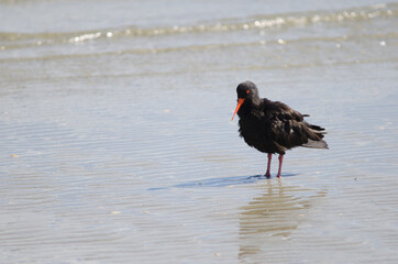 Variable oystercatcher Haematopus unicolor. Otago Peninsula. Otago. South Island. New Zealand.