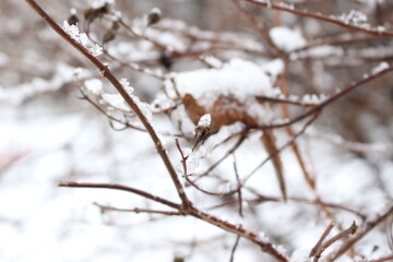 
Droplets and icicles of bizarre shapes froze on thin branches of trees after a winter rain