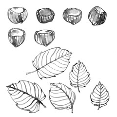 set of hazelnuts with leaves, elements of decorative ornament or pattern, black ink illustration isolated on a white background in doodle, hand drawn style and watercolor technique