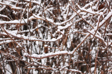 
Trees stand with icy branches after a winter rain