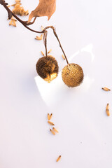
close-up of a branch with pompoms on a white background