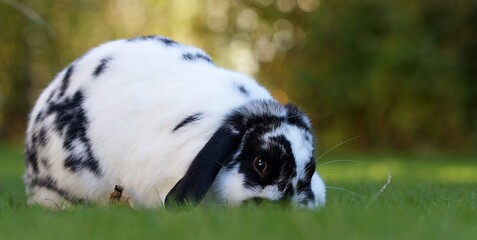 black and white dwarf ram rabbit on lawn grazing