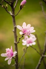 Fototapeta na wymiar magnolia blossom spring garden. beautiful flowers, spring background pink flowers. magnoli. tender pink flowers. warm april weather