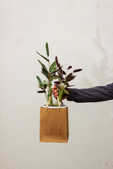 A man holds in his hand a pot with a flower against the background of the wall. Eco-friendly packaging for potted plants