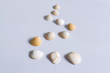 Group of seashells on white table in nice composition shot with natural sidelights 3