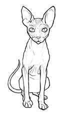 Vector illustration funny Sphynx cat linear drawing. sitting angry displeased bald cat. Line art template for coloring book page. Print isolated on white background. sitting pet freehand drawing