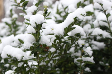 Snow fell on the green leaves of the bush