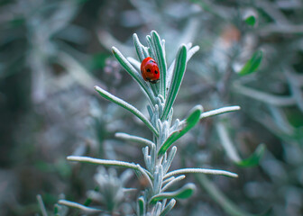 Ladybug resting on Lavendar leaves on cold day in early winter - closeup © Kyaw Thiha