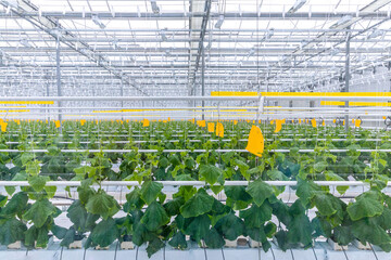 young cucumber bushes in a modern new greenhouse . Growing with hydroponics in a heated greenhouse
