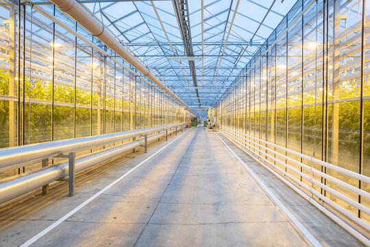 large industrial greenhouse with the lighting, the view from the outside. Autumn